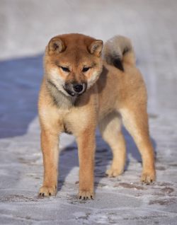 picture of dog