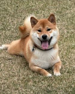 picture of dog
