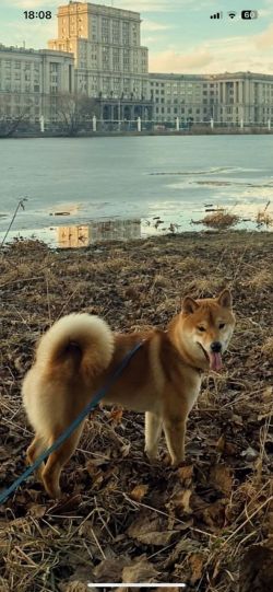 picture of dog