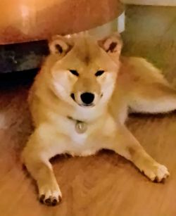 picture of dog
