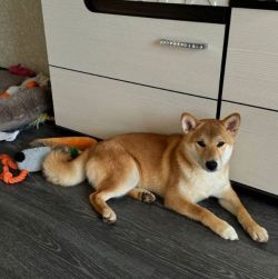 picture of dog