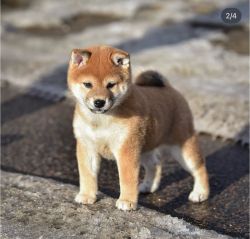 picture of dog