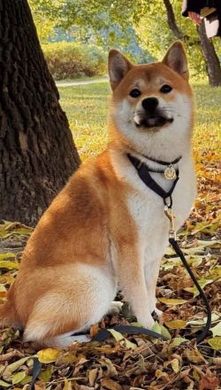 picture of dog