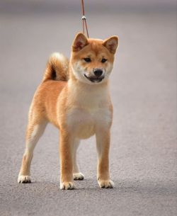picture of dog