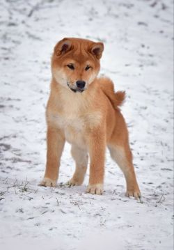 picture of dog