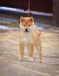 picture of dog