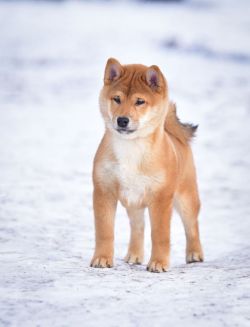 picture of dog