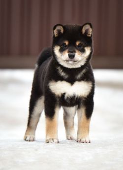 picture of dog