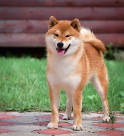 picture of dog