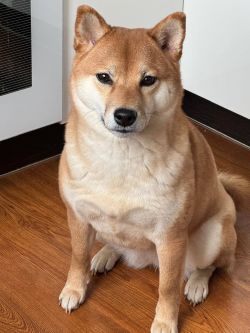 picture of dog