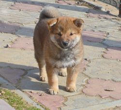 picture of dog