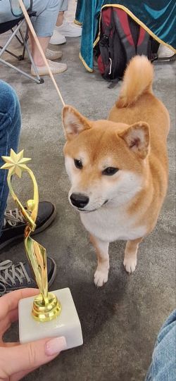 picture of dog