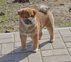 picture of dog