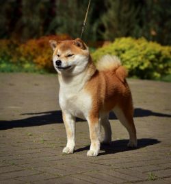 picture of dog