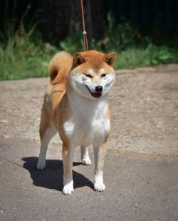 picture of dog