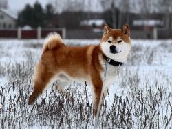 picture of dog