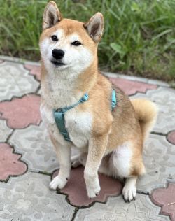 picture of dog