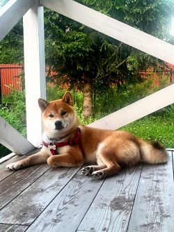 picture of dog