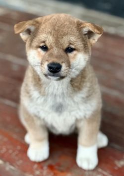 picture of dog