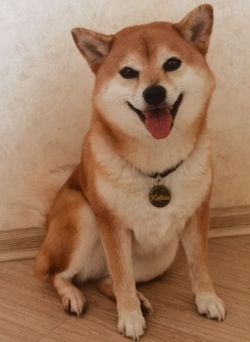 picture of dog