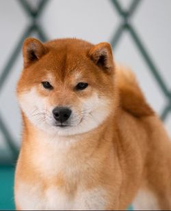 picture of dog
