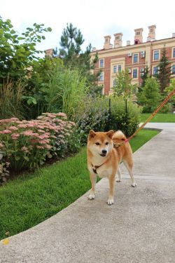 picture of dog