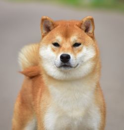 picture of dog