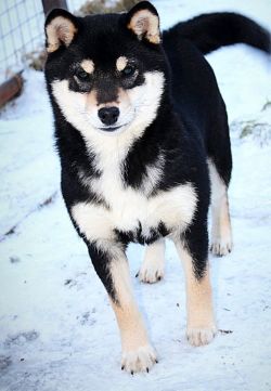 picture of dog