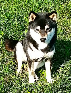picture of dog