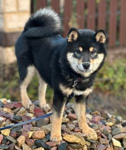 picture of dog
