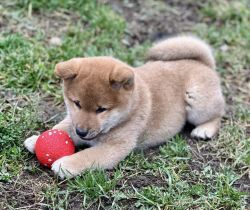 picture of dog