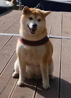 picture of dog