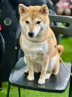 picture of dog