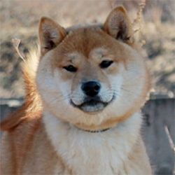 picture of dog