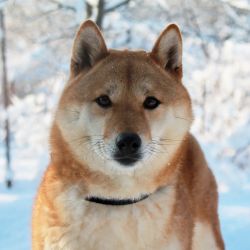 picture of dog