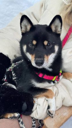 picture of dog