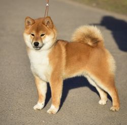 picture of dog