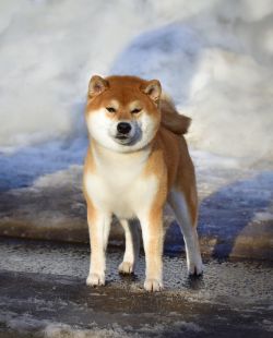 picture of dog