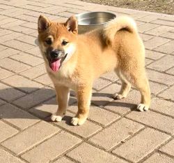 picture of dog
