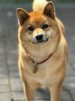 picture of dog