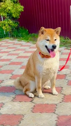 picture of dog