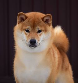 picture of dog