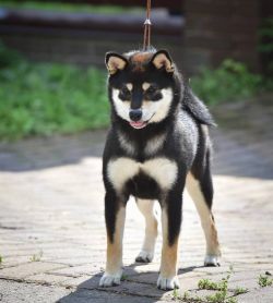 picture of dog