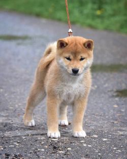 picture of dog