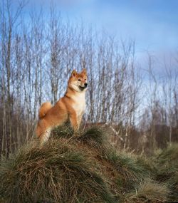 picture of dog