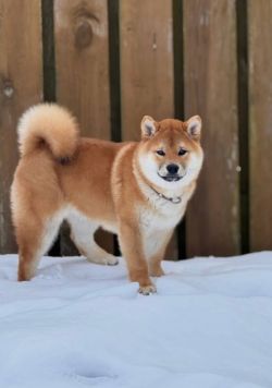 picture of dog