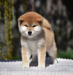 picture of dog