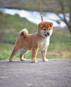 picture of dog