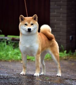 picture of dog