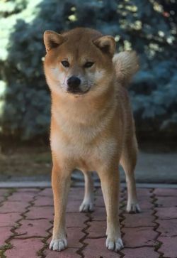 picture of dog
